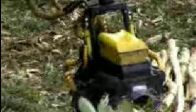 orman canavarı bu olsa gerek