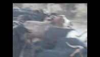 video davar geliyor